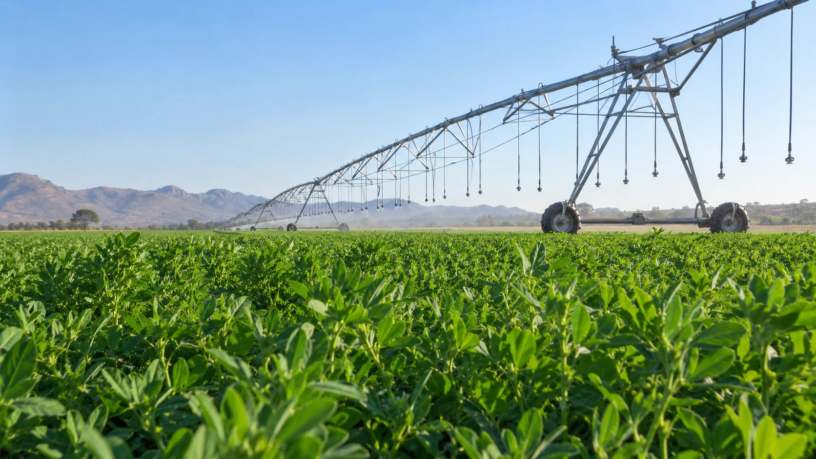 Lucerne growing beneath centre-pivot irrigation, representing the Mwenezi programme